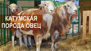 Катумские мясные овцы. Выставка Золотая осень 2016