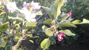 Почему в августе зацвели деревья в саду (яблони, груши и др.)? Что делать?