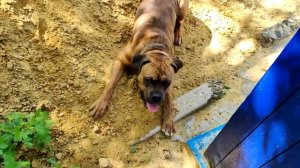 Собака немецкий боксер не слушает меня, рычит и гавкает!