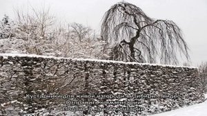 Морозостойкие кустарники для Сибири: делаем живую изгородь