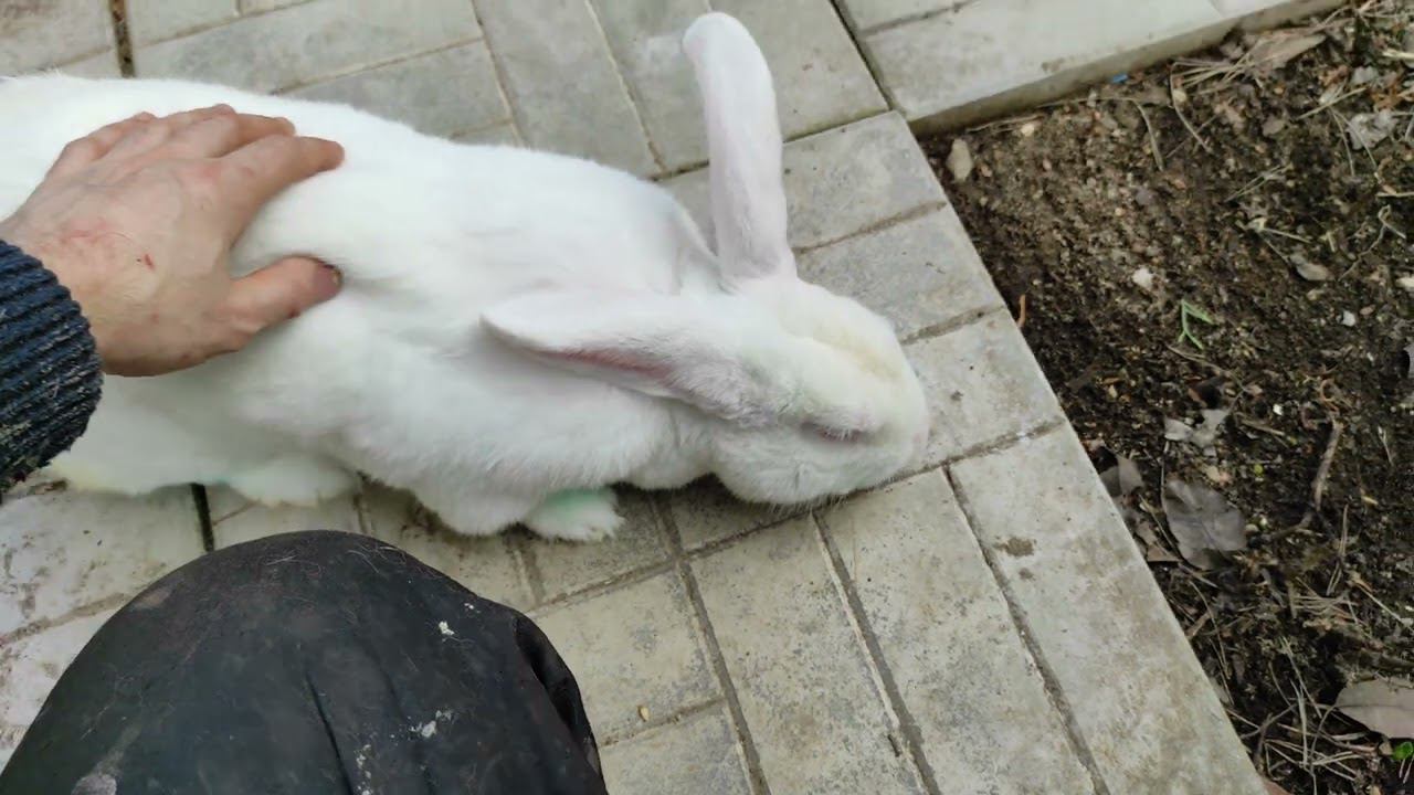 Следуй за белым кроликом / Лукич / Жизнь замечательных кролей