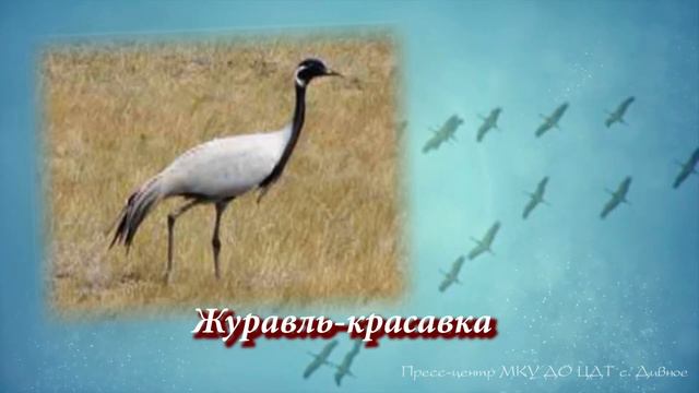 Пернатое содружество смотреть онлайн