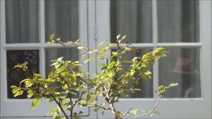 Nursery plant to Fuji Cherry Bonsai Tree; KOJO-NO-MAI make instant bonsai tree -Part 2 | mikbonsai