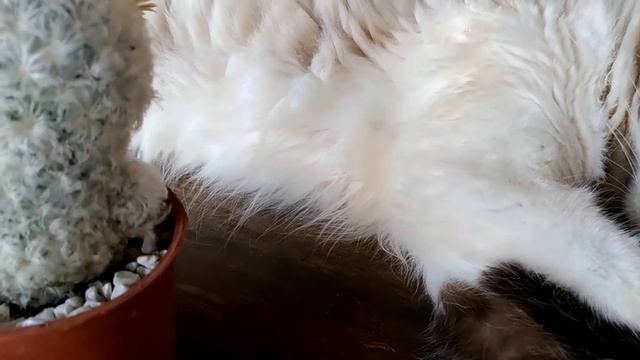 Cacto Mammillaria Plumosa Em Floração ♡ смотреть онлайн