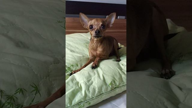 Маленькая бяка 🐕#моясобака #люблюсвоюсобаку #всемдобра