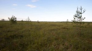 крики журавлей на болоте