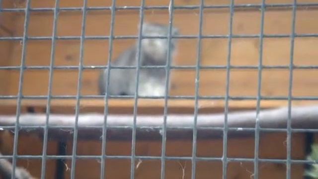 Кот Манул смотреть онлайн