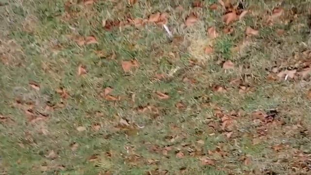 Собираю каштаны, шишки и жёлуди. смотреть онлайн