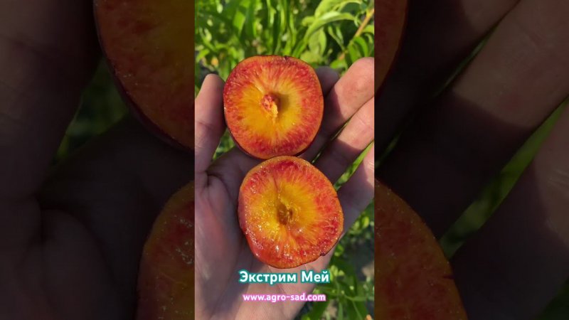 Первые плоды нектарина Экстрим Мей (Extreme May) на Кубани