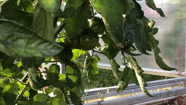 Томат БАБУШКА ВИНЕЙ – описание сорта. Grandma Viney’s yellow and pink смотреть онлайн