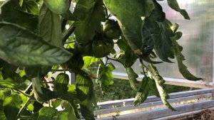 Томат БАБУШКА ВИНЕЙ – описание сорта. Grandma Viney’s yellow and pink