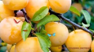 Слива гибридный Светлячок (prunus domestica) ? Светлячок обзор: как сажать, саженцы сливы Светлячок