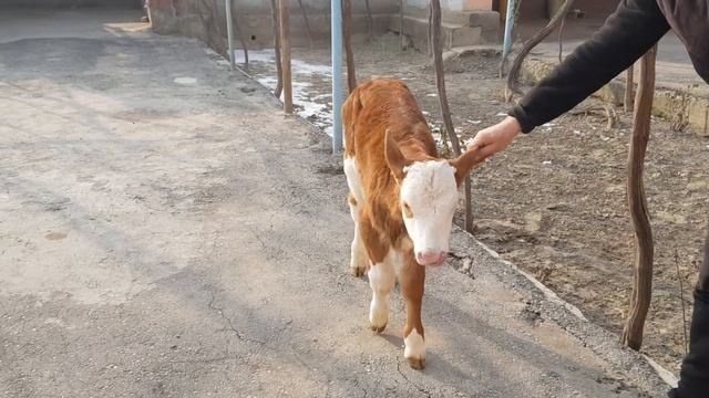 ?dehqon Simmental buzoqlar sotilib tugadi . mingbor uzur