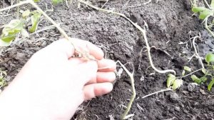 Сибирские помидоры Черри   неожиданный результат в суровых условиях