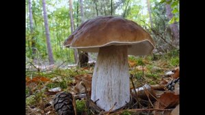 Самые большие грибы