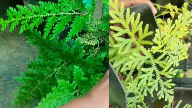 peacock fern selaginella :care and propagation -അറയണടതലല