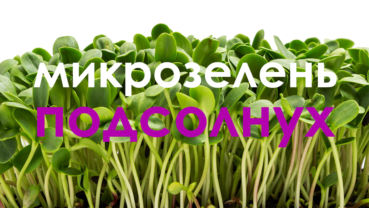 Микрозелень подсолнуха