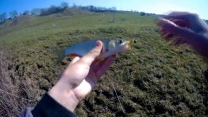 Ловля голавля на микроджиг