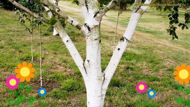 Береза полевая Сильвер Шедоус. Краткий обзор, описание характеристик betula utilis Silver Shadow