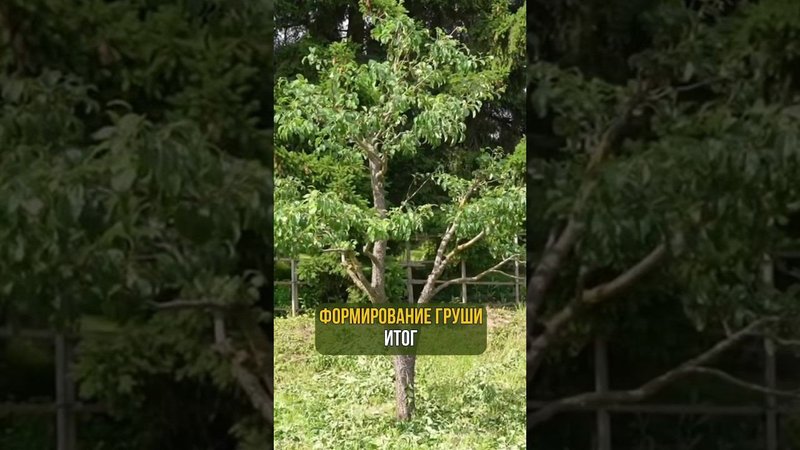 Формирование груши. Итог