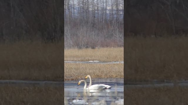 Гуси летят на Колыму #shorts #goosehunting