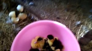 Встречаем мускусных утят из- под четвёртой индоутки 🐣🐤🐥