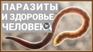 ПАРАЗИТЫ И ЗДОРОВЬЕ ЧЕЛОВЕКА.mp4
