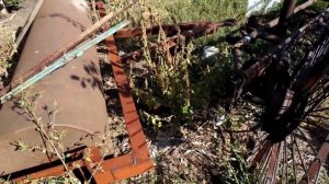 Сбор тыквы уралом