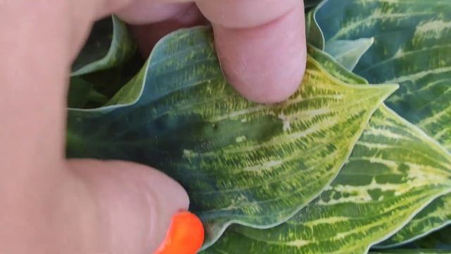 ВИРУС на хосте,,,как выглядит самая страшная болезнь наших любимец.... нашла на уличной клумбе.... смотреть онлайн