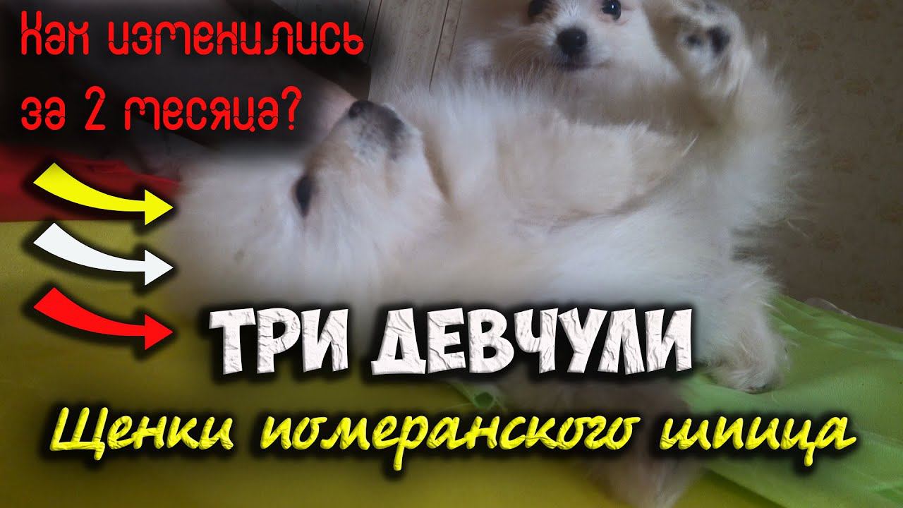 Как изменились девочки померанского шпица за 2 месяца? смотреть онлайн