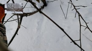 Обрезка чудо-яблони в феврале