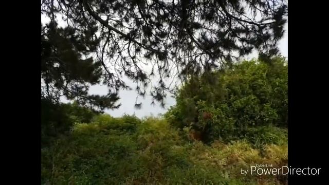 МУСОР И СОКРОВИЩА НА УЛИЦАХ АВСТРАЛИИ ИСПОЛИНСКАЯ КУКУШКА И ВОРОНЁНОК смотреть онлайн