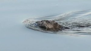 Нутрия переносит детёнышей