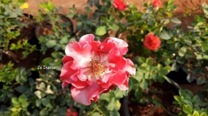 50 Variety Rose Flowers || Rose Plant Variety || Roses Collections