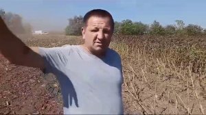 Тест 20 гибридов подсолнечника, из которых при отсутствии дождя лучше всех себя показал Санмарин 421