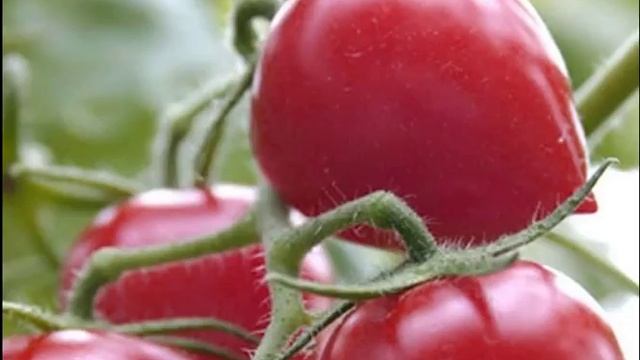 Характеристика и описание сорта томата «Кемеровец» смотреть онлайн