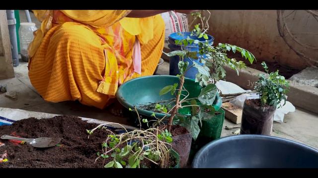 outdoor plants | garden up | best soil for plant growth | decorative plants | telugu