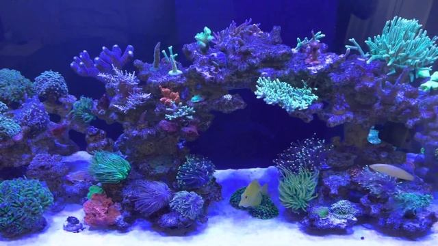 Морской аквариум 120/45/45, заменил песок ( 40% ) смотреть онлайн