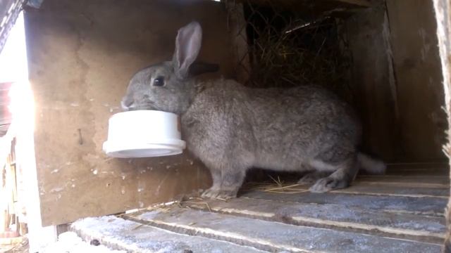 Кролик кушает овес смотреть онлайн