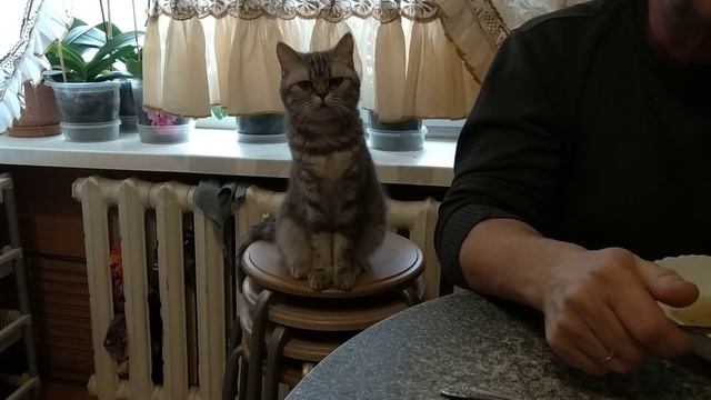 Как наша скромная Кошка клянчит еду смотреть онлайн