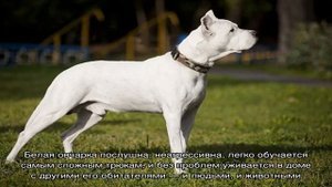 Большая белая собака: название породы