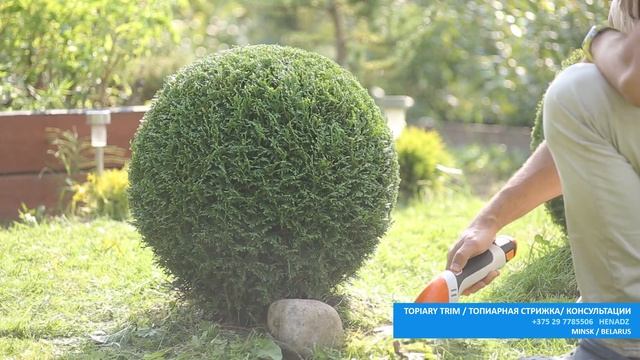 ТУЯ ХОСЕРИ - ЛУЧШАЯ ТУЯ | ТУЯ ШАР | THUJA HOSERI | Стрижка туи Минск |@user-qs3ui4et9dстрижкаТуиМи