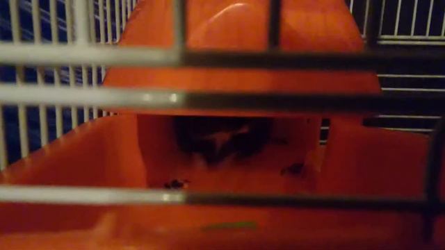 Сказка про хомяков "Скоро Новый Год! " серия 1 Что такое Новый Год? (и ещё про календарь) смотреть онлайн