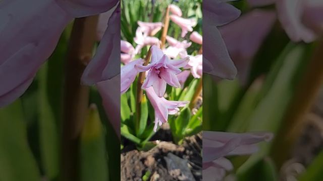 Гиацинт розовый цветет. смотреть онлайн