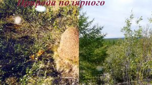 ВИДЕОКЛИП ЖИВЁТ ПОВСЮДУ КРАСОТА