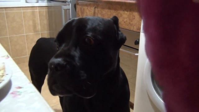 масленица,блины и собака Кане Корсо. #canecorso смотреть онлайн