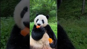 Панда обожает Морковь
