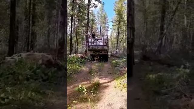 как добывать кедровый орех/ переработка шишки смотреть онлайн