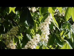 ? 15 minutes for relaxation with spring birds singing ?