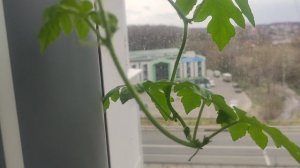 Моя рассада на балконе. Рассада ждёт высадки в открытый грунт.